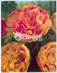 [Double beauty of Apeldoorn Single .jpg]